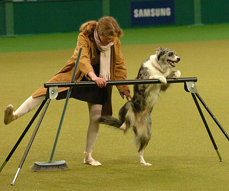 CRUFTS 2009 – NEW VIDEOS. | Tina and Chandi – The Amazing Dancing ...